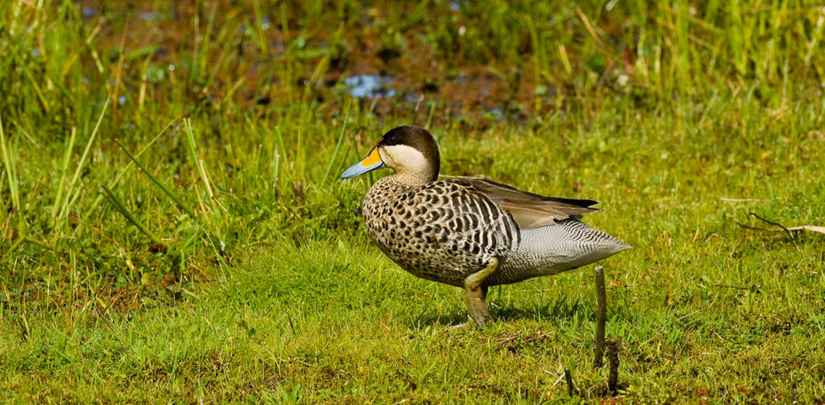 Silver Teal in a grassland in Bird watching Montevideo
