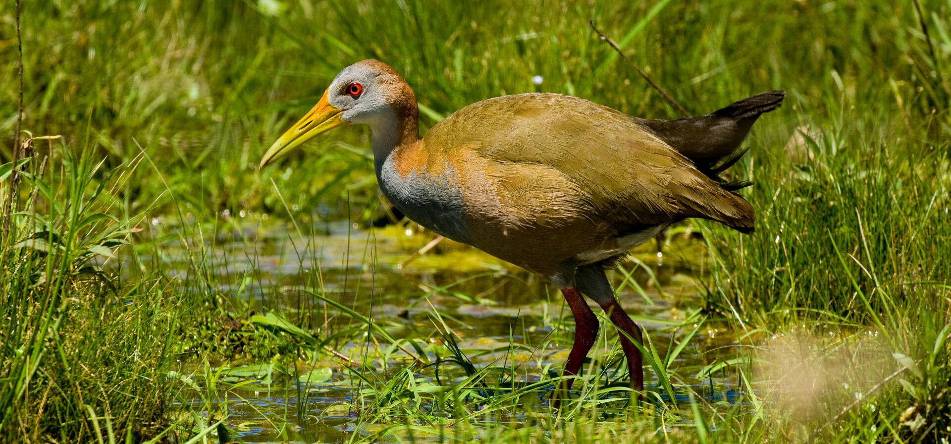 Giant Wood-Rail in the swamp in Punta del Este birding area.