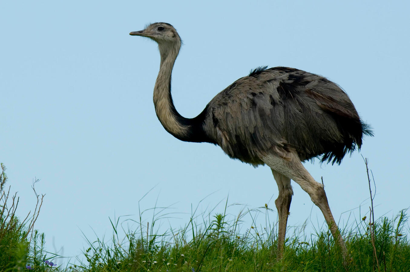 Grat Rhea, the queen of birding in Pampas