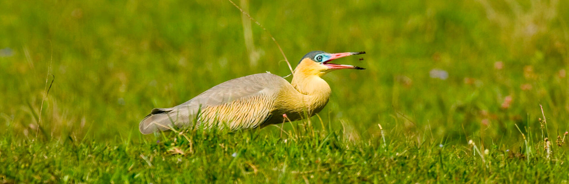 Whistling Heron in he grass eating an insect in Pampas