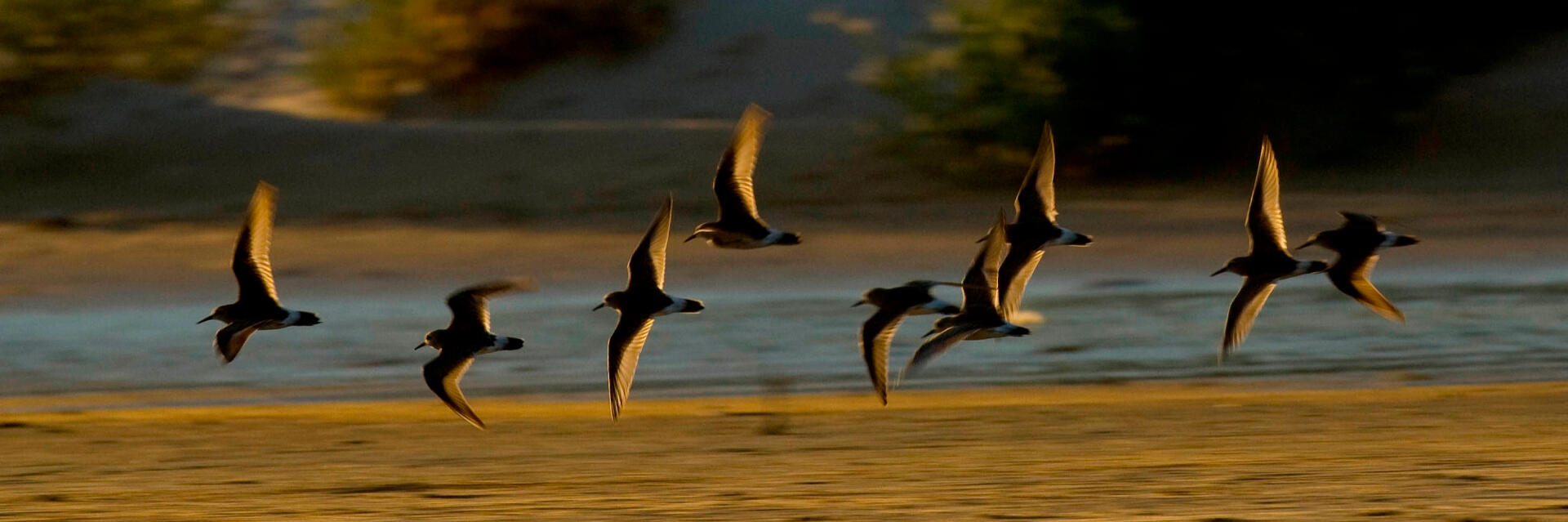White-rumped Sandpiper flying over the sand in Uruguayan Coast