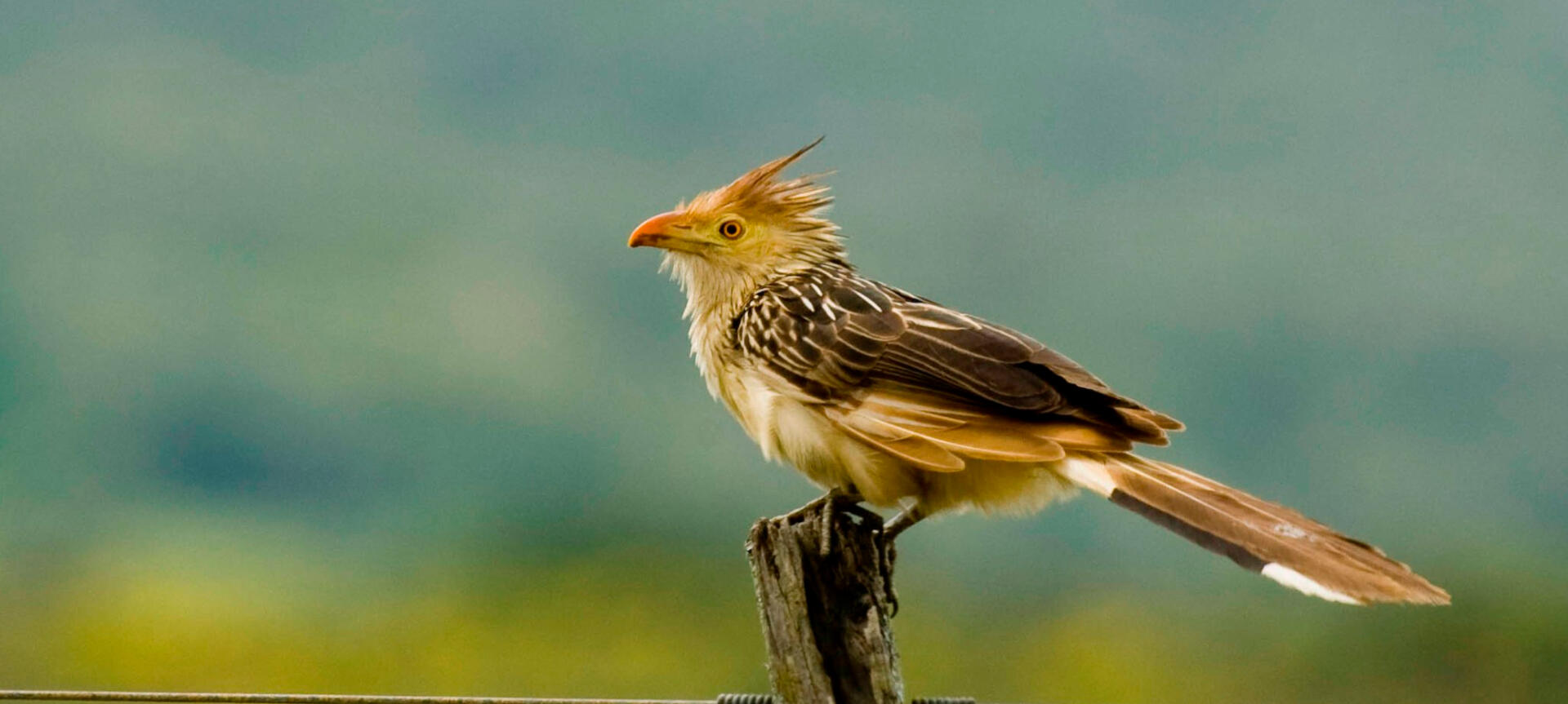 Guira Cuckoo perched in a fence in countryside in Uruguay