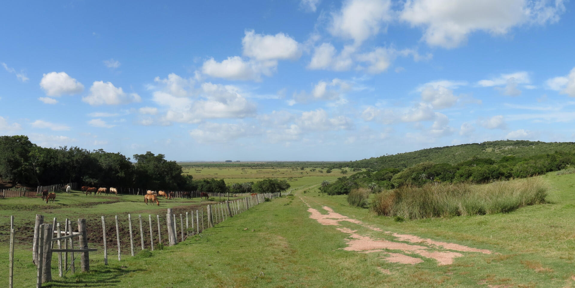 Sierra forest and grassland in a bird watching tour in Uruguay