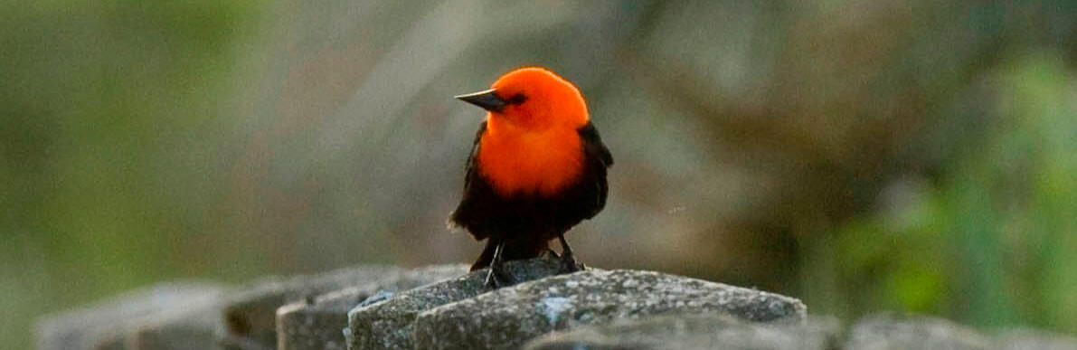 Scarlet-headed Blackbird in a fence in birding route