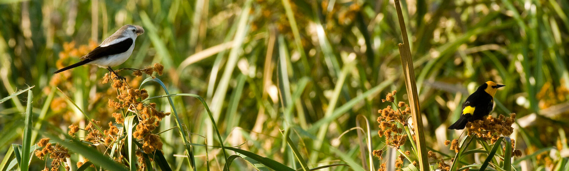 Black-and-white Monjita and Saffron-cowled Blackbird in a swamp
