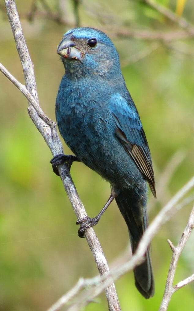 Glaucous-blue Grosbeak perched in a branch in Uruguay