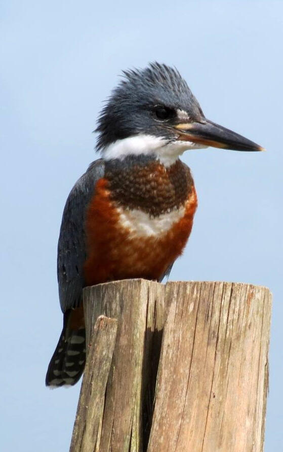 female Ringed Kingfisher resting in a post