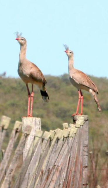 two Red-ledgged Seriame in a fence in