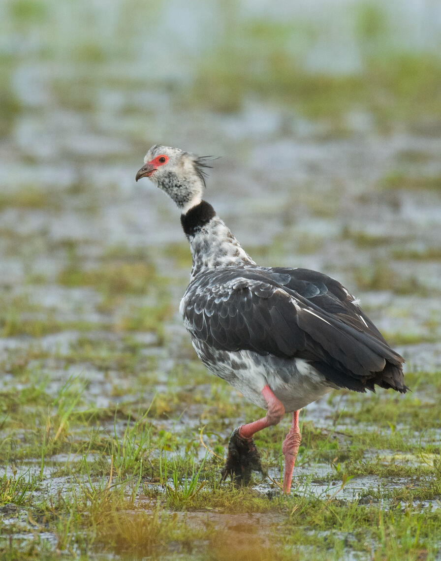 Blanck-and-white Monjita perched in a branch