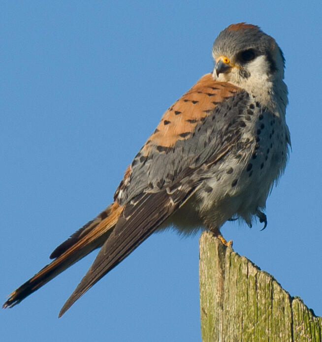 Yellowish Pitpit in a post