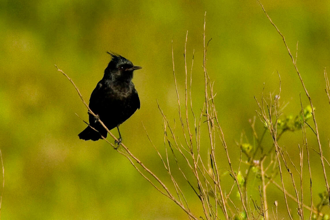 Crested Black-tyrant perched in grass