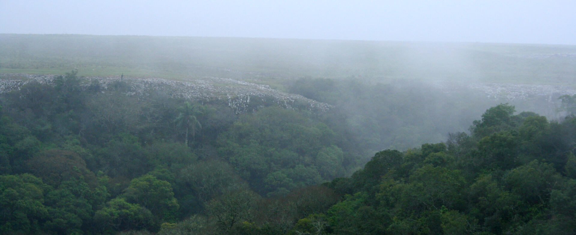 Wet Ravine native forest in birding routes in Uruguay