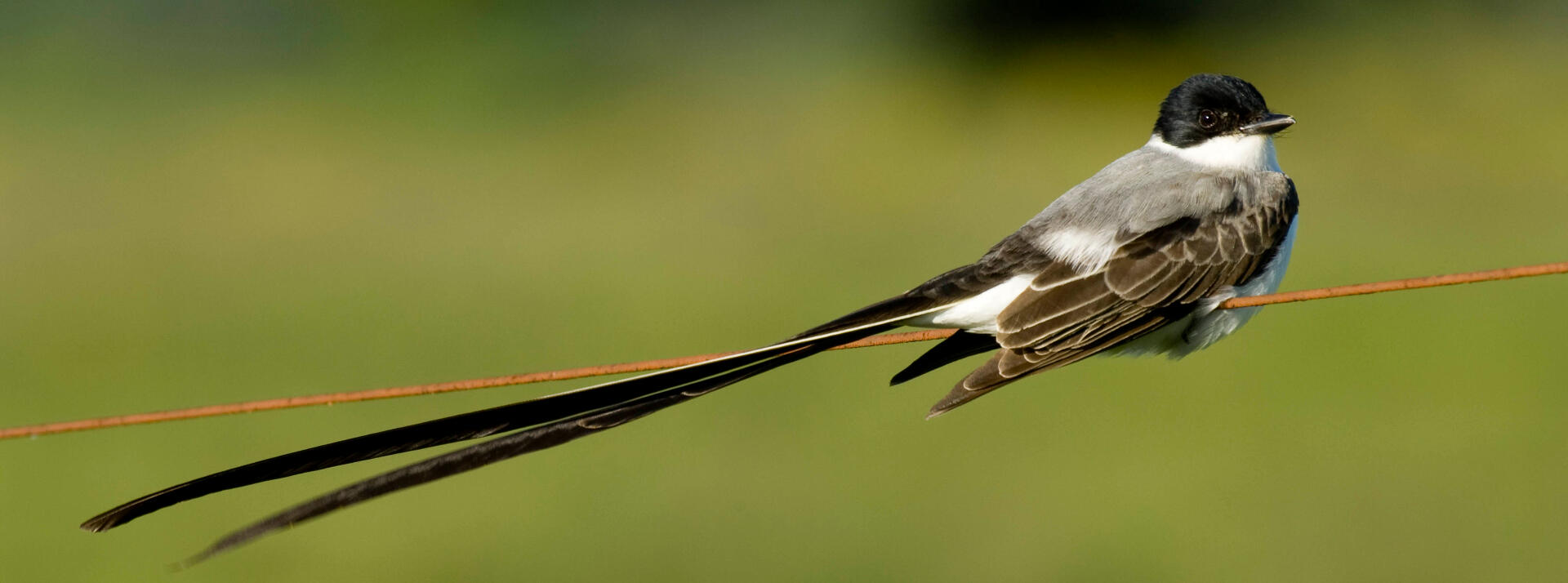 Fork-tailed Flycatcher in a fences in the Pampas