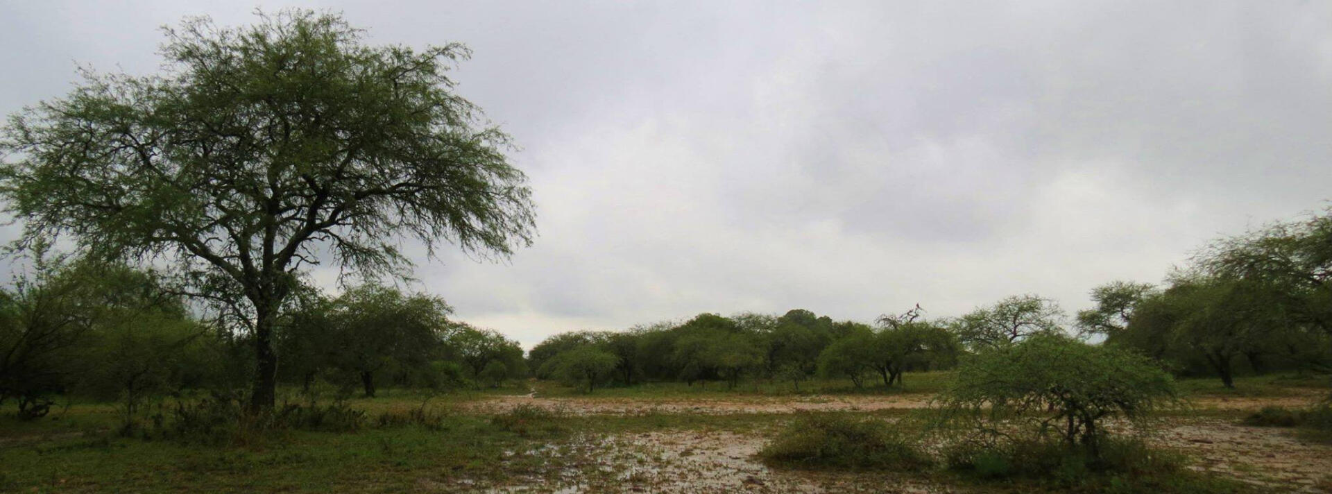 Park-like woodland in Uruguay in a birding area