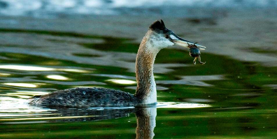 Great Grebe eating a crab in a lagoon