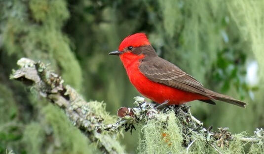 Enric Fontcuberta catalan ornithologist