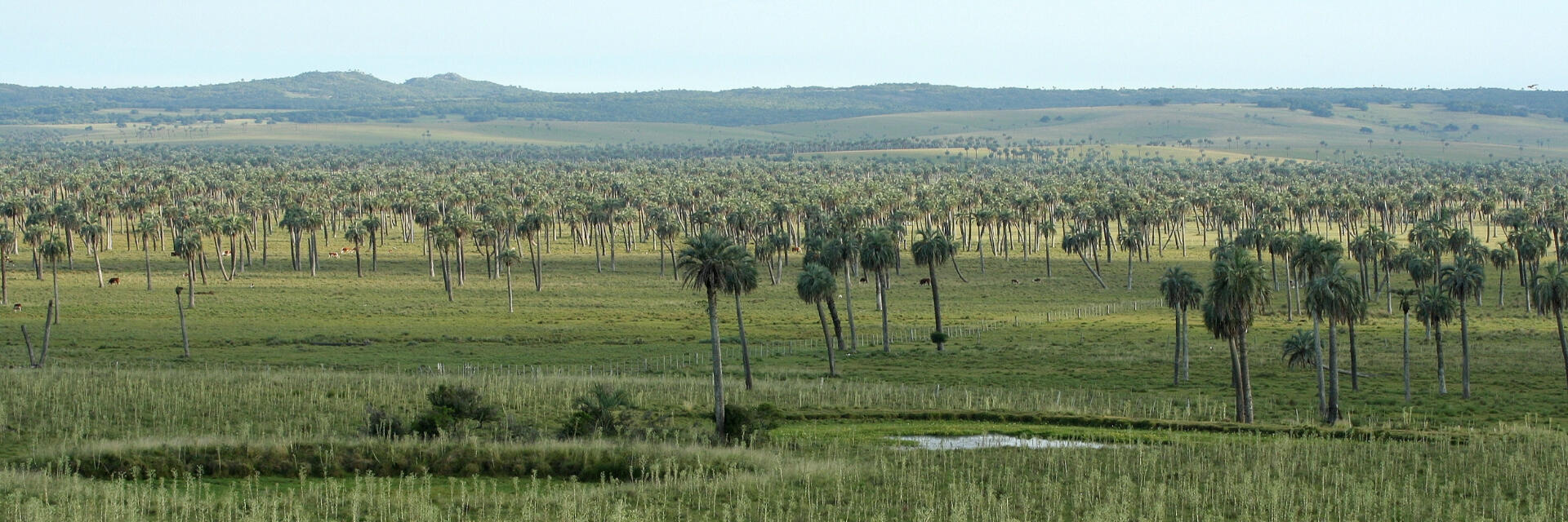 Palm tree forest in Uruguay in a IBA
