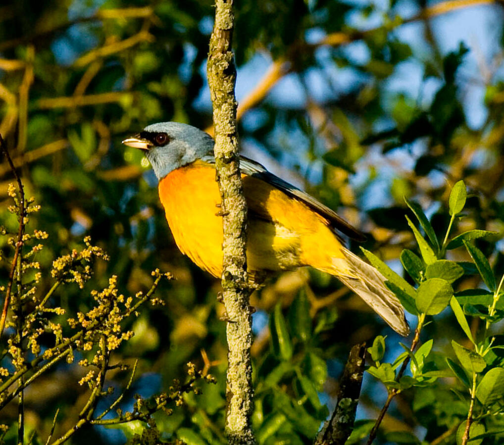 Blue-and-yellow Tanager perched in a branch i a native forest