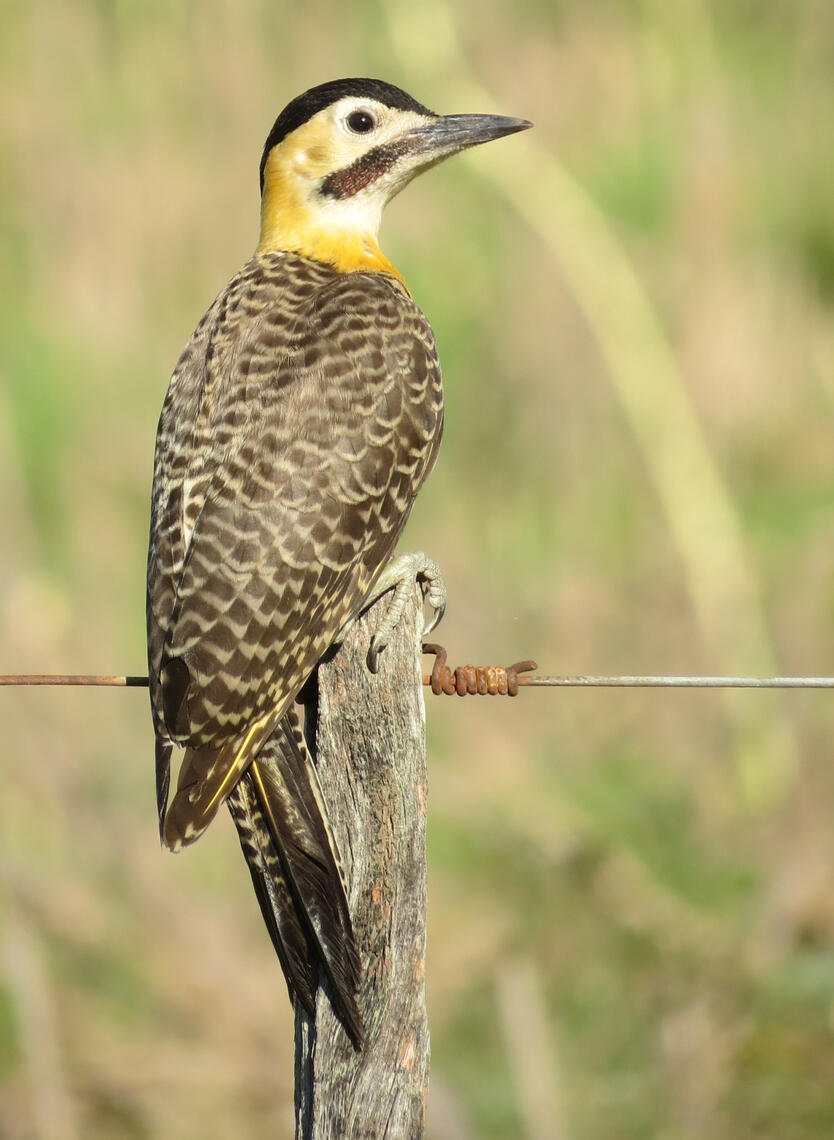 Field Flicker in a post