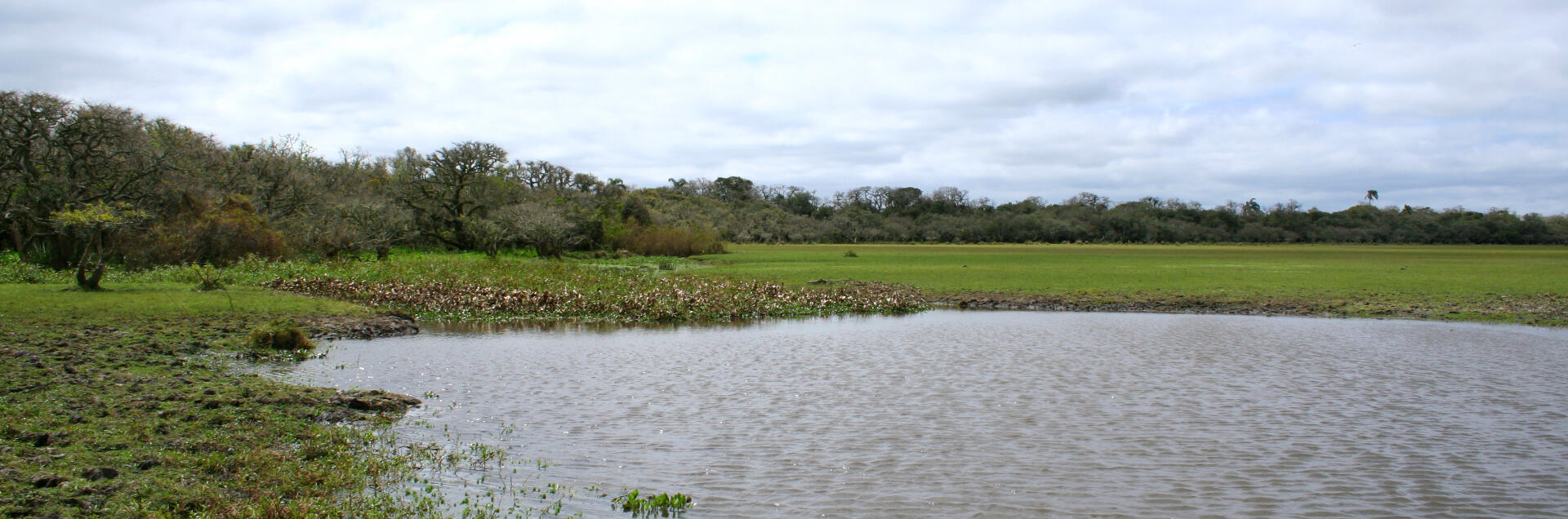wetland and native forest in a birding route in Uruguay