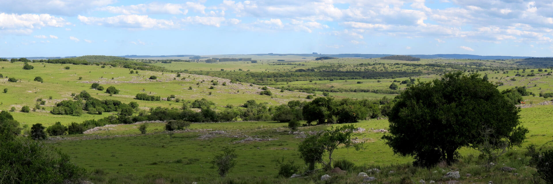 Sierra forest and grassland in a bird watching tour in Uruguay