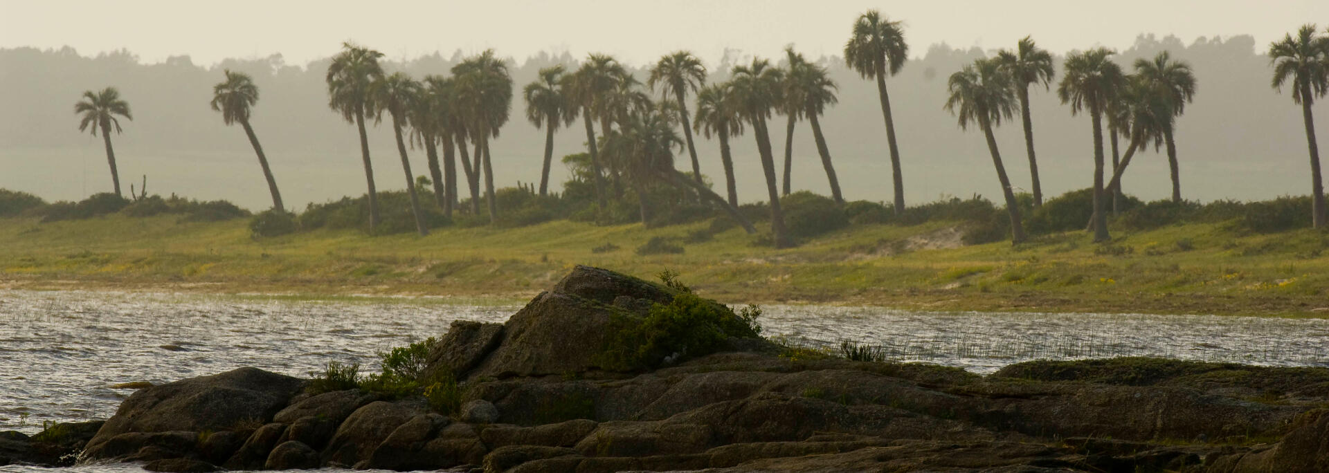Palm Tree Forest and lagoon. Native Forest in Uruguay