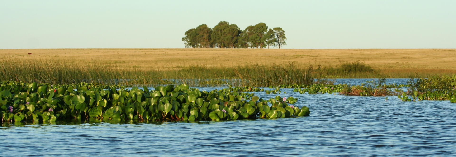 Pond surrounded by prairies in a bird watching route in Uruguay