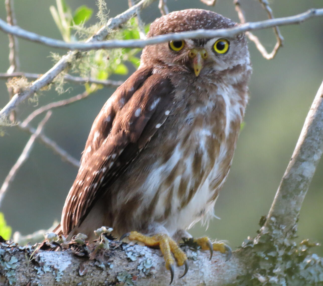 Ferruginous Pygmy-Owl in a branch in a native forest in Uruguay