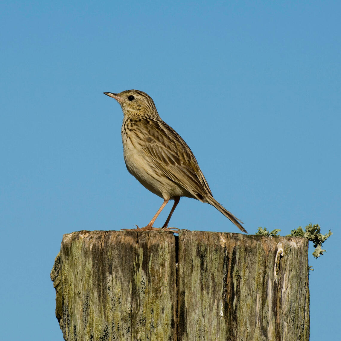 Yellowish Pitpit in a post