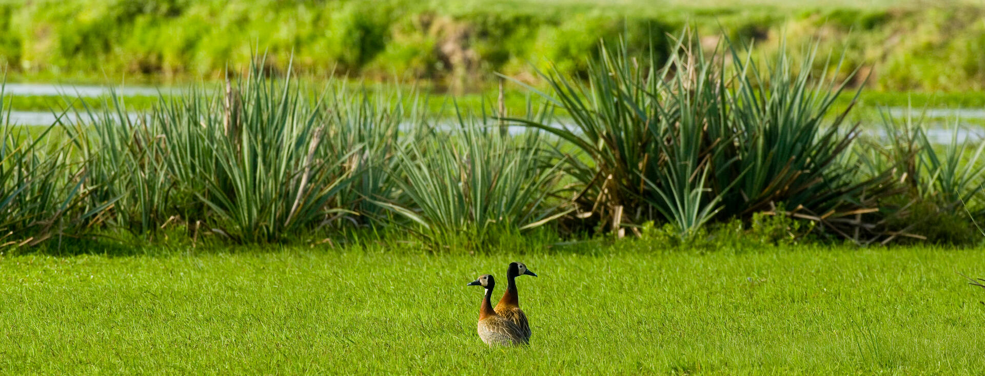 White-faced Whistling-duck in wet grassland in Uruguay.