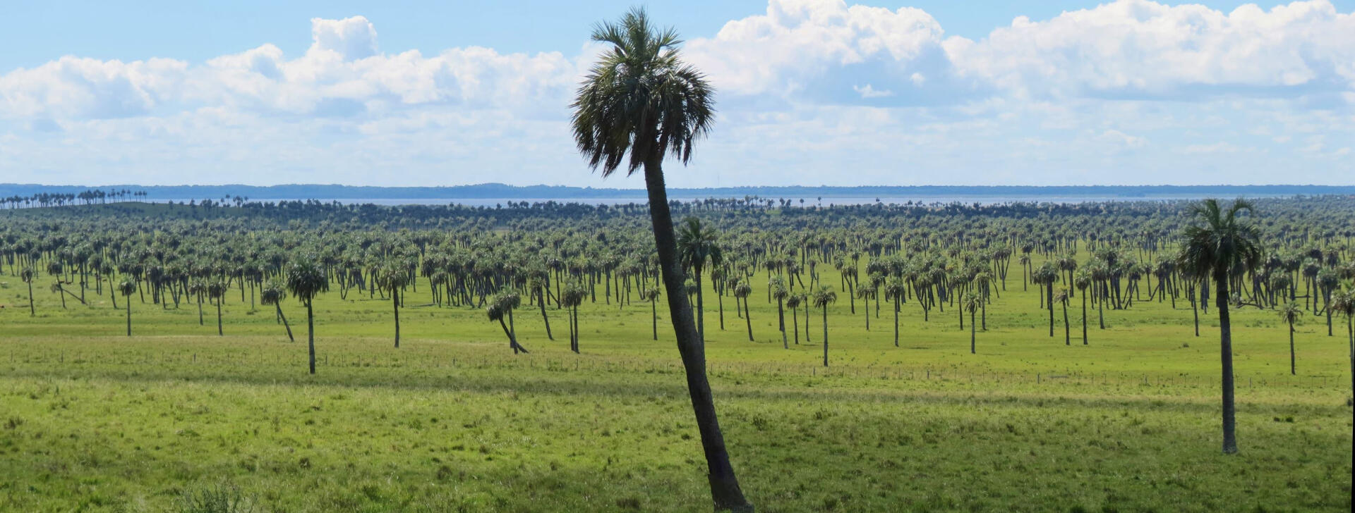Palm tree forest and grassland in Punta del Este birding area.