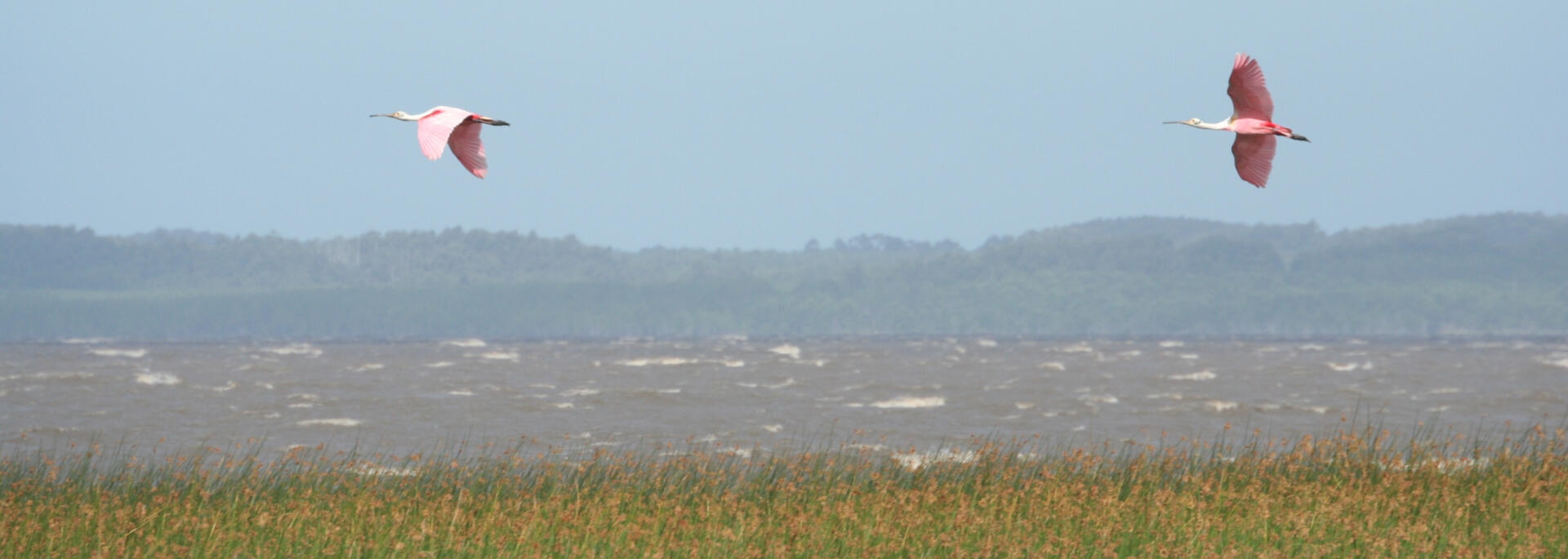 Roseate Spoonbill flying over the lagoon in Uruguay.