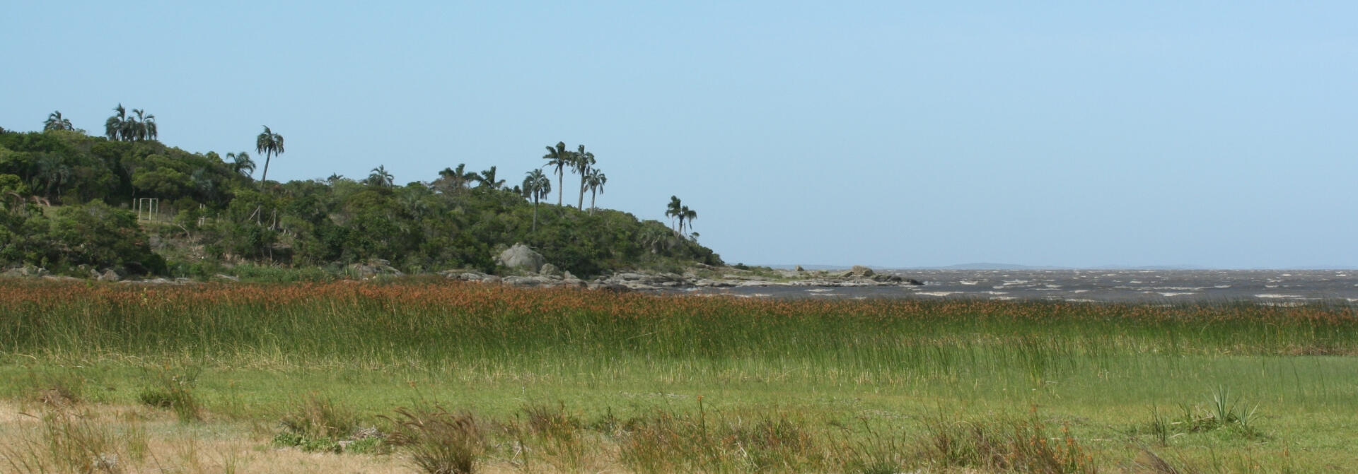 Palm Tree Forest and lagoon. Native Forest in Uruguay