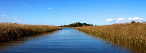 Reed bed and lagoon in birding Montevideo